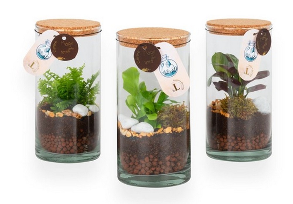 terrarium cilindro piccolo